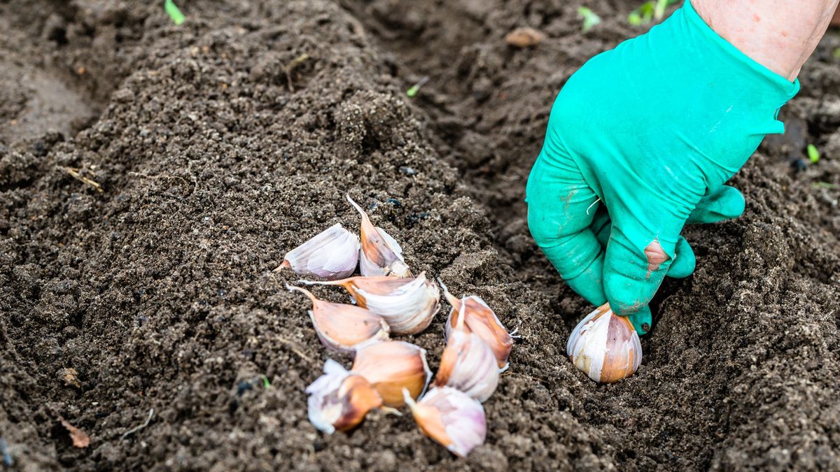Kiedy sadzić czosnek?