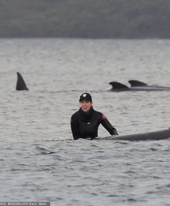 Zginęły setki wielorybów. Smutny rekord i zagadkowa przyczyna