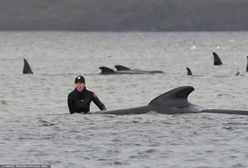 Zginęły setki wielorybów. Smutny rekord i zagadkowa przyczyna