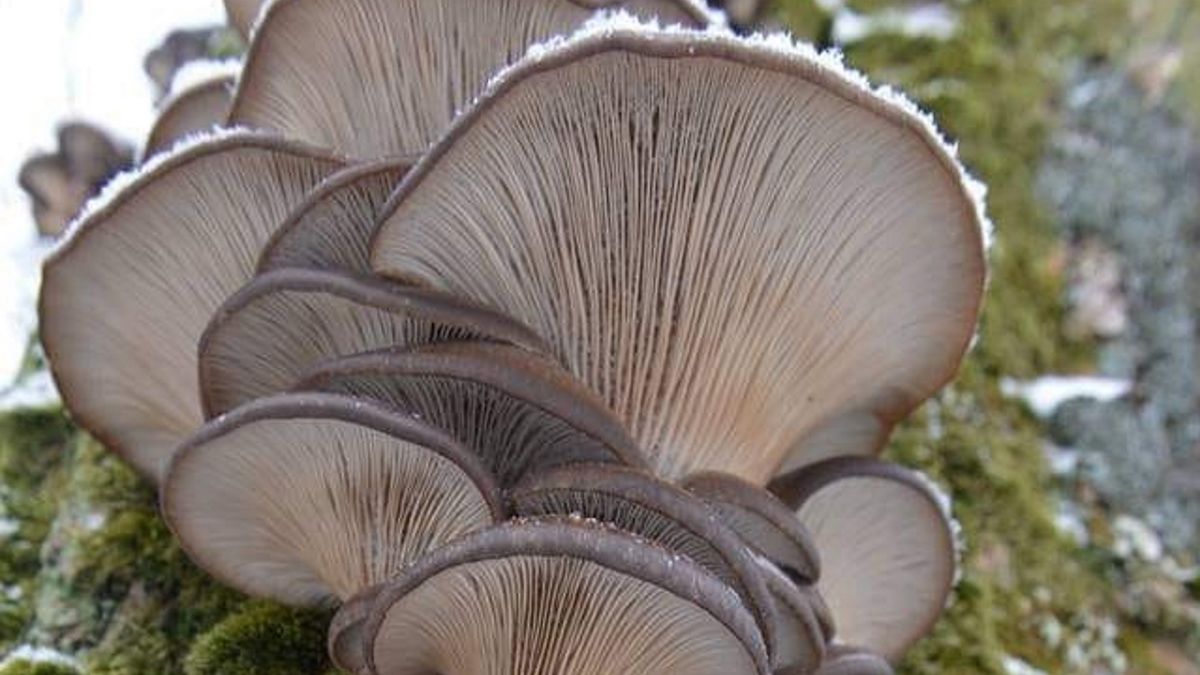 W polskich lasach nadal można zapolować na grzyby