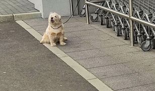 Plaga w Polsce. Przed sklepami najgorzej. Są kary