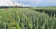 Koniec flufenacetu! Znika fundament jesiennej ochrony