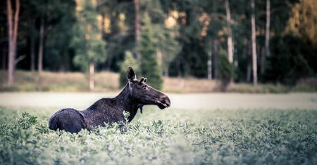 Koronawirus. Spacer w Kampinoskim Parku Narodowym? Pamiętaj o ograniczeniach