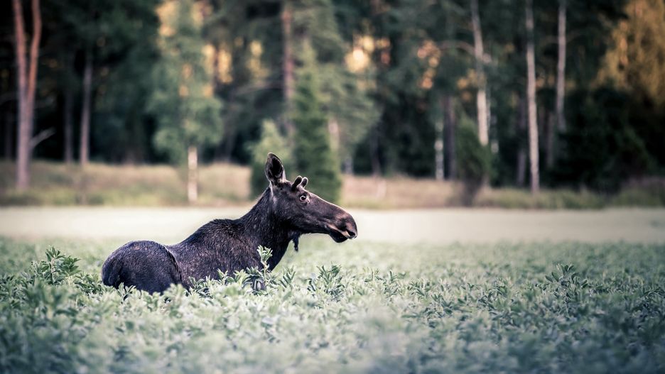 Spacer w Kampinoskim Parku Narodowym? Pamiętaj o ograniczeniach