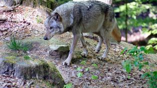 Dramat w Niemczech. Wilki zaatakowały dziecko na wybiegu