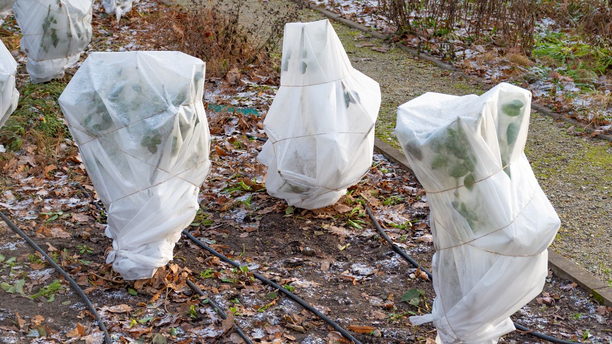 Jakie prace należy wykonać w grudniu w ogrodzie?