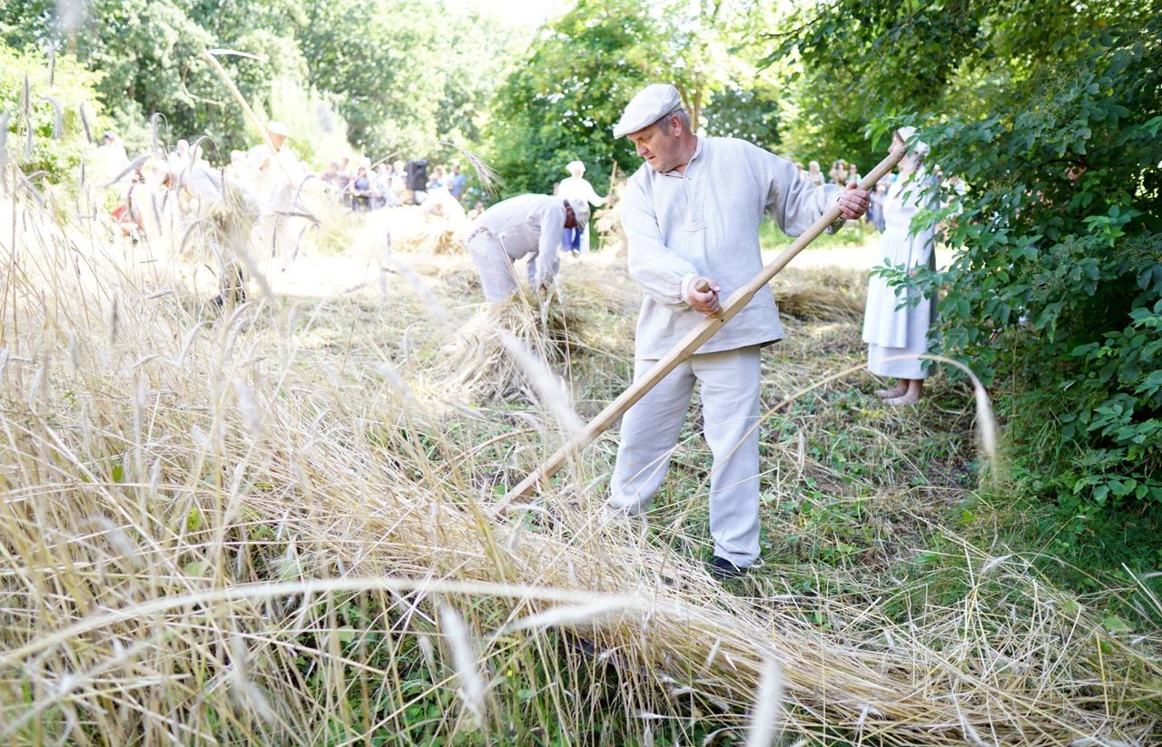 Żniwa jak za pradziada. Muzeum Wsi Lubelskiej pokaże, jak pracowano i świętowano