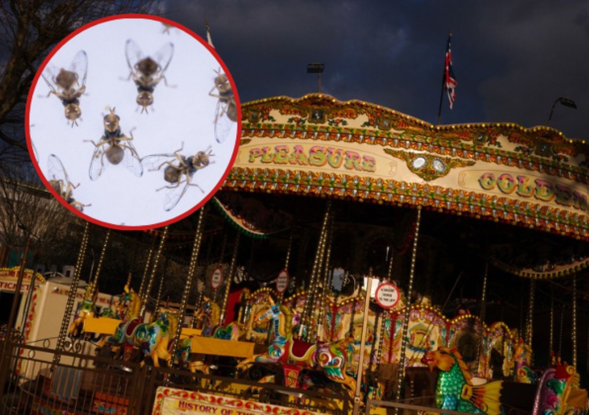 Fruit flies' surprising affinity for carousels revealed in study