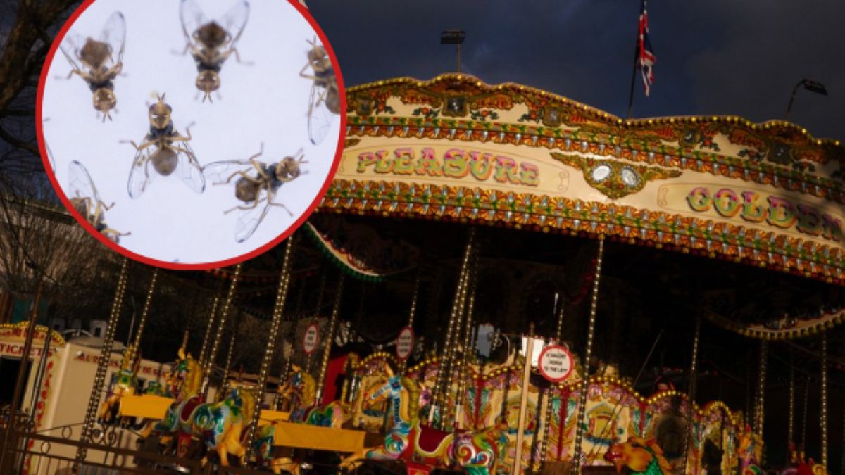 Muszki owocówki uwielbiają karuzele