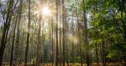 W lesie grasują nietypowi goście. Leśnicy apelują