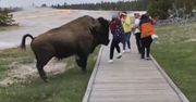 Pogonił ją ogromny bizon, gdy chciała zrobić zdjęcie. Turyści nie mają instynktu samozachowawczego