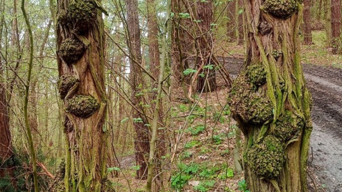 Pokazali smutne zdjęcie z lasu. To drzewo choruje. 