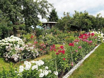 Działki ROD na oku złodziei. Kradną narzędzia, a nawet weki i nalewki
