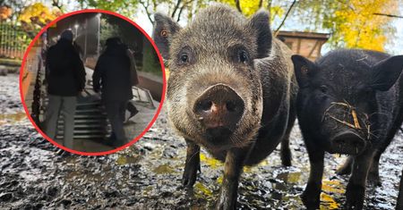 Zaskakujący pomysł dla barierek spod Sejmu. Świnki czekają z niecierpliwością