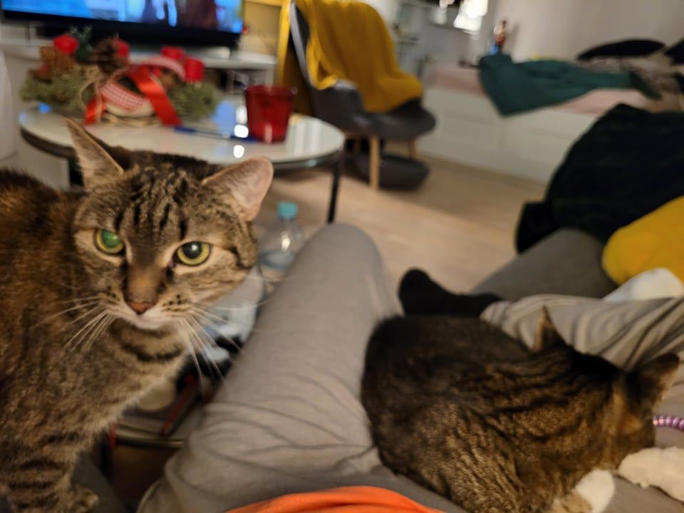 Święta z kotem. Które świąteczne przysmaki są niebezpieczne dla kota