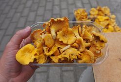Masz ochotę na grzyby? Jeśli nie masz 100 zł, musisz obejść się smakiem