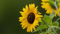 Lecytyna - rodzaje, właściwości zdrowotne, źródła lecytyny w diecie, nadmiar