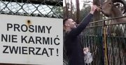Trybson karmi zwierzęta w ZOO drożdżówkami: "Poproś pana. Dokarmiamy zwierzątka"