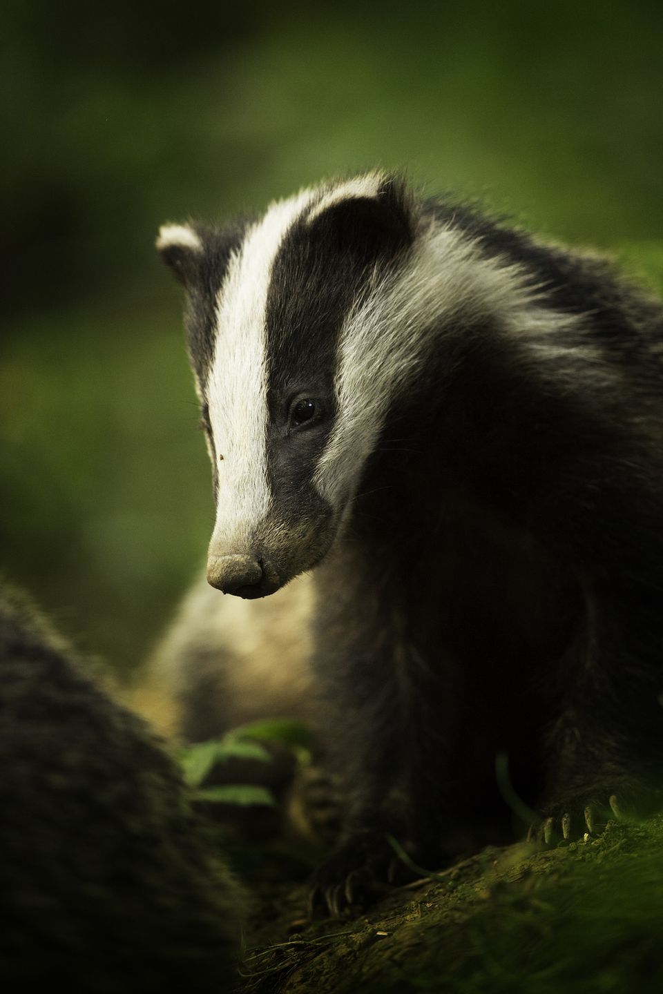 Nietoperz podczas polowania - zwycięskie zdjęcie British Wildlife Photography Awards 2018 10