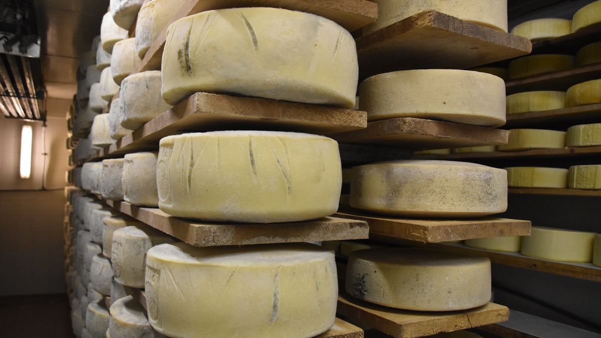 sery, ser, mleczarnia, produkcja serwów, tekstura, braun, budowa, stos, nawierzchnia, flor, naturalny, bliska, mleczny, twardy, fromage, cheese, dairy, serving production, wytwórnia, jedzenie, rynek, pryzma, drewna, drewniane, papier, gospodarstwo mleczne, stary, architektura, barwa, lato, ksiażka, magazyn, worek