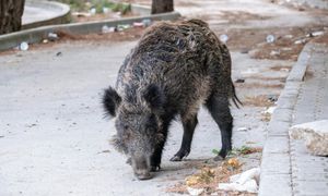Nowe ogniska ASF? Znaleziono kolejne martwe dziki