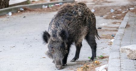 Nowe ogniska ASF? Znaleziono kolejne martwe dziki