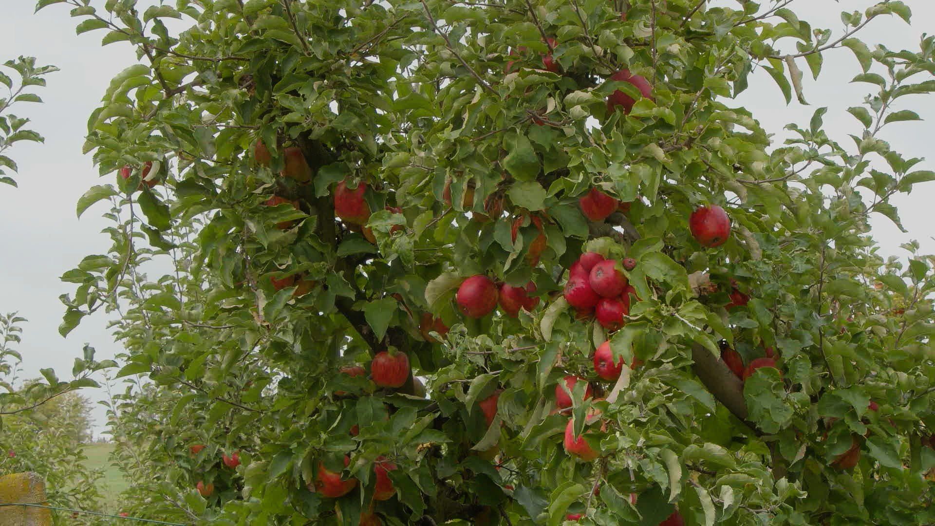 Jabłkobranie u Celmerów