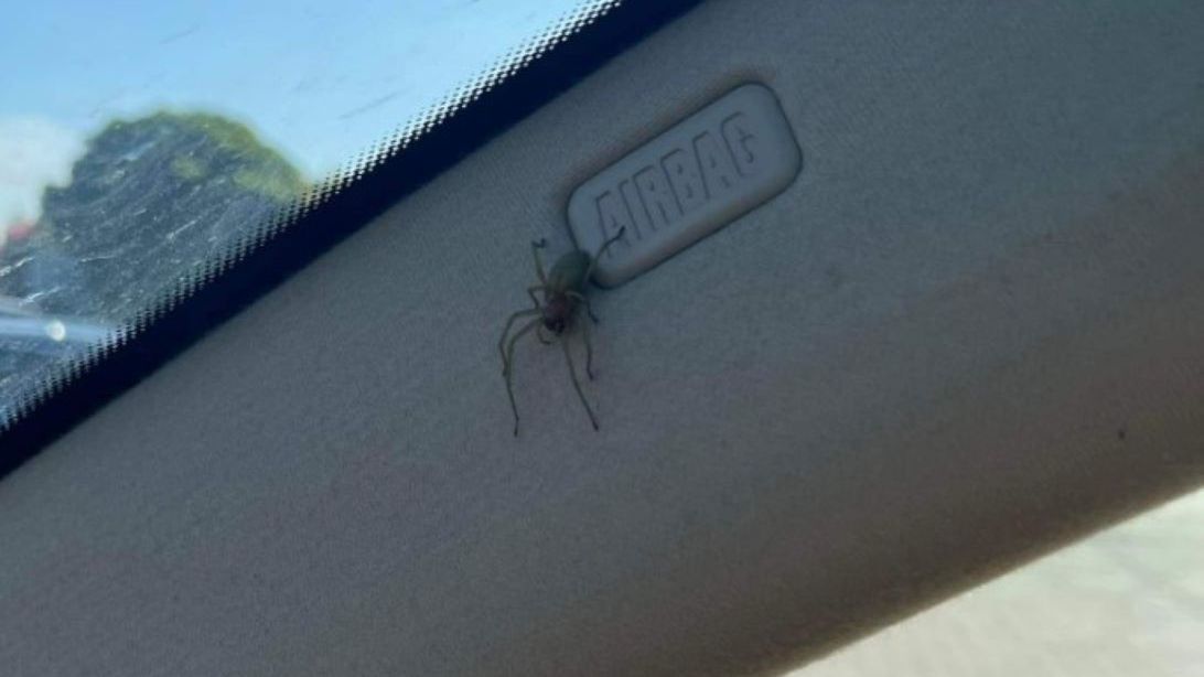 W samochodzie był jadowity pająk 