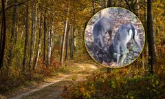 Ruszyło bekowisko. Leśnicy pokazali wyjątkowe nagranie