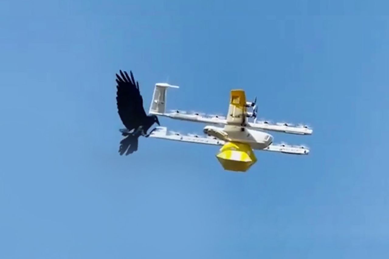 Kruk kontra dron. Kto wygrał zaciętą walkę?