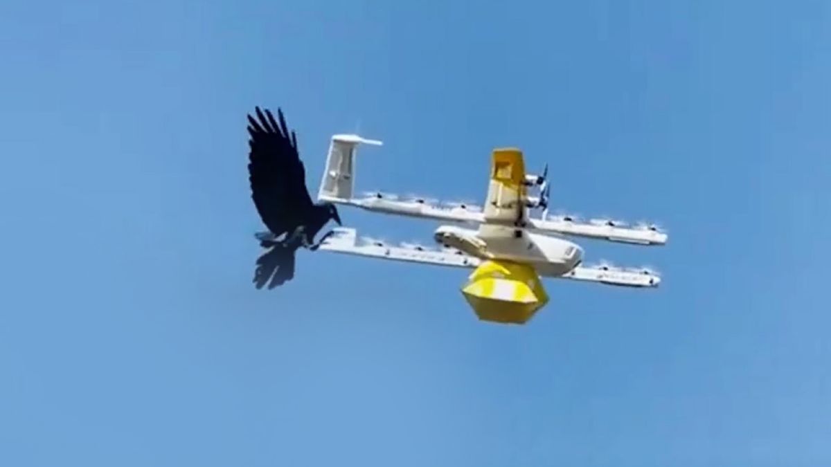 Kruk kontra dron. Kto wygrał zaciętą walkę? 1