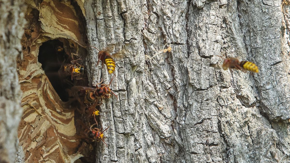 Gniazdo szerszeni. Zdjęcie ilustracyjne