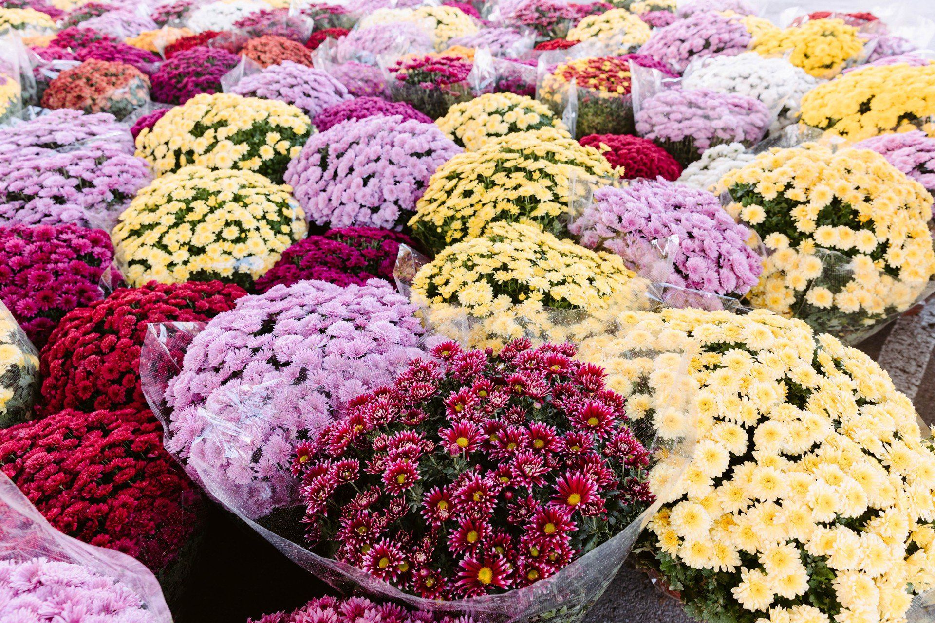 Jak dbać o chryzantemy w doniczce na cmentarzu?