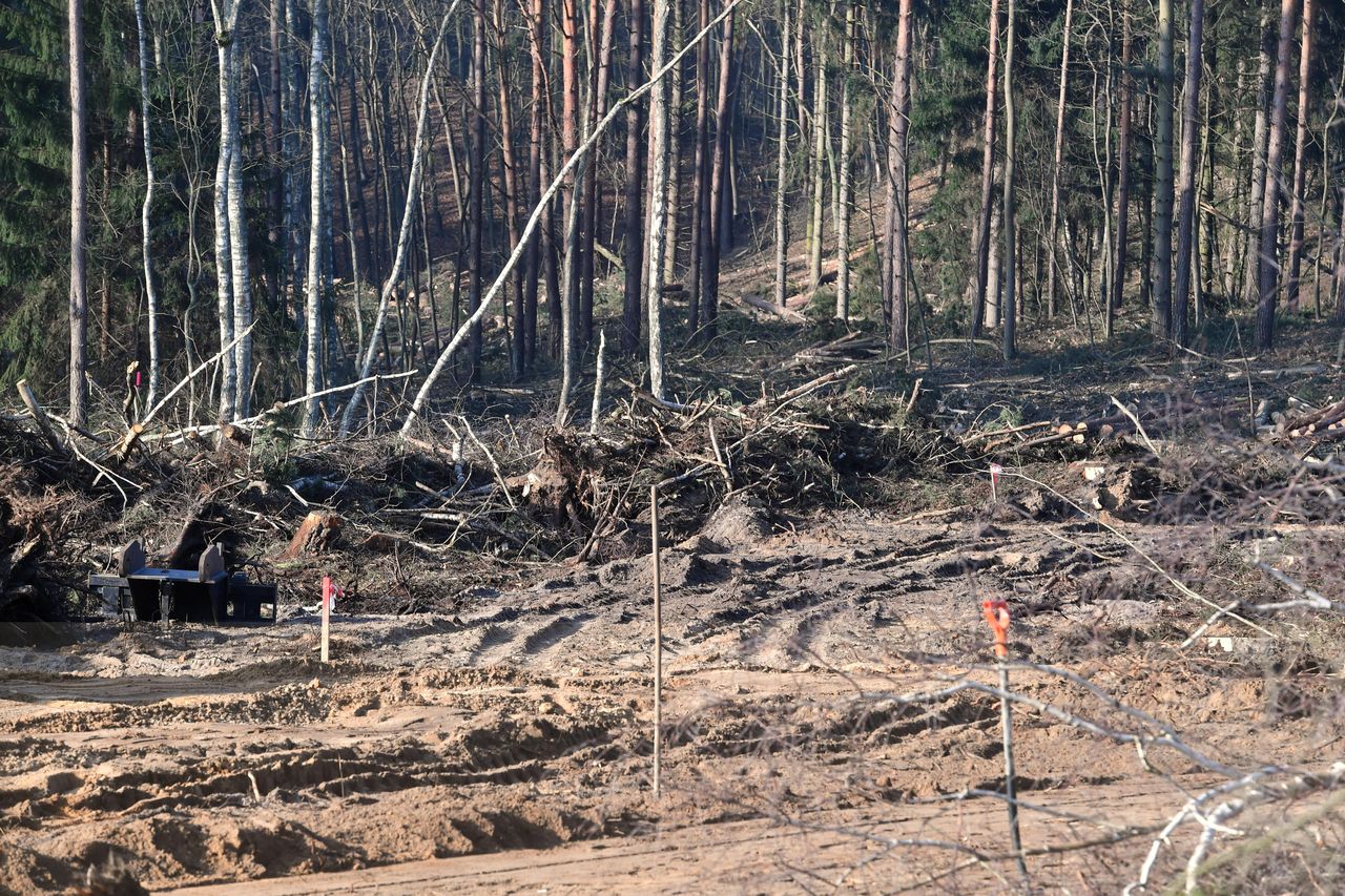 Wypadek przy wyrębie lasu? Nie żyje 39-latek. Zdjęcie ilustracyjne