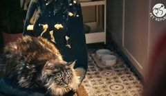 Karma PetRepublic promowana hasłem "Tu rządzi futrzasta łapa"