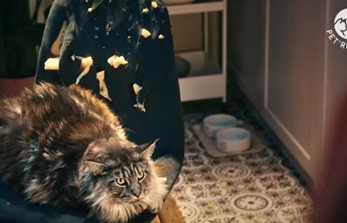 Karma PetRepublic promowana hasłem "Tu rządzi futrzasta łapa"