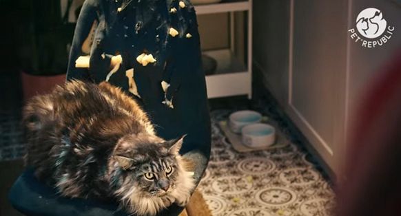 Karma PetRepublic promowana hasłem "Tu rządzi futrzasta łapa"