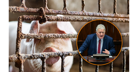 Widmo zarazy nad Polską. Pryszczyca może przenosić się w powietrzu