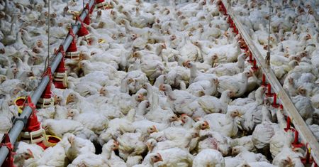 Epidemia ptasiej grypy daje się we znaki. Tak źle dawno nie było
