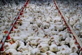 Epidemia ptasiej grypy daje się we znaki. Tak źle dawno nie było