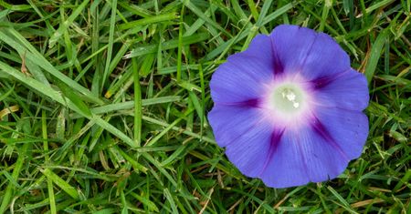 Wilec purpurowy - pielęgnacja, wymagania, uprawa i odmiany