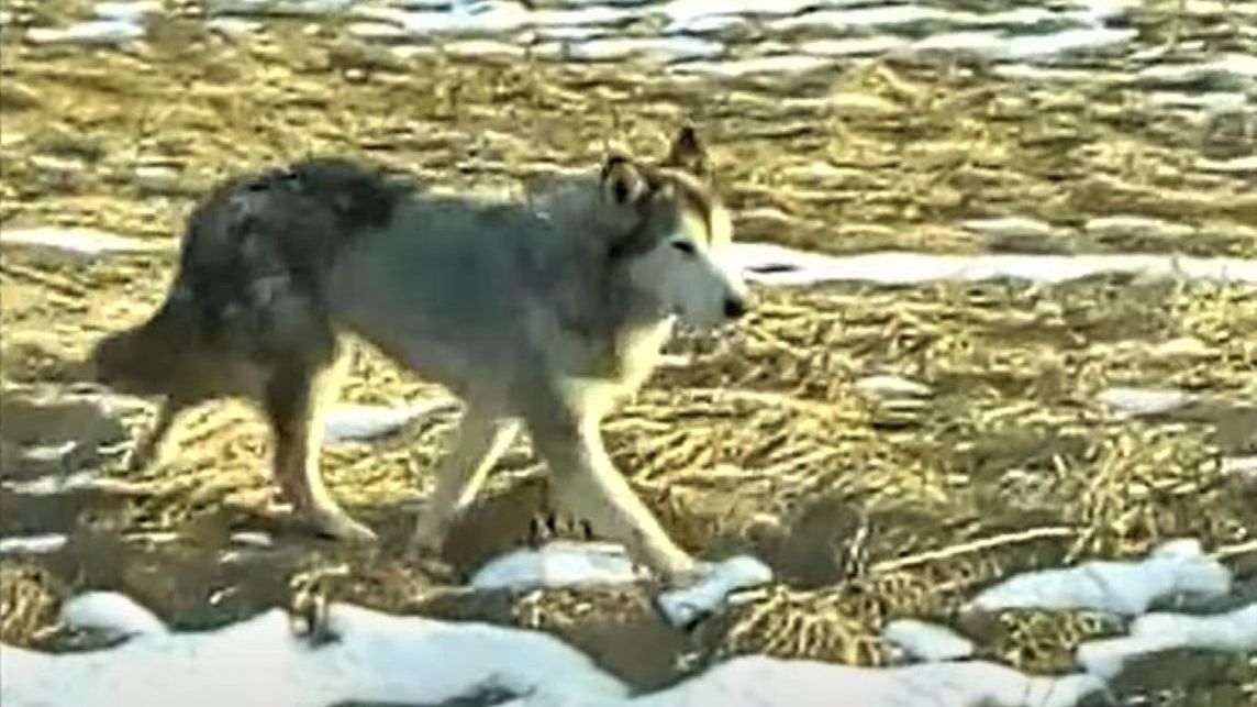 Wilk zagryzł psa na Podkarpaciu. Zdj. ilustracyjne 