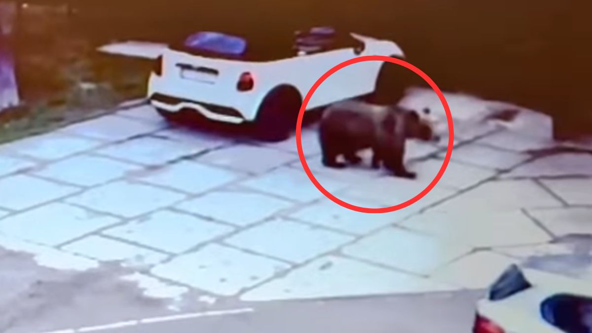 Niedźwiedź wybrał się na "spacer".