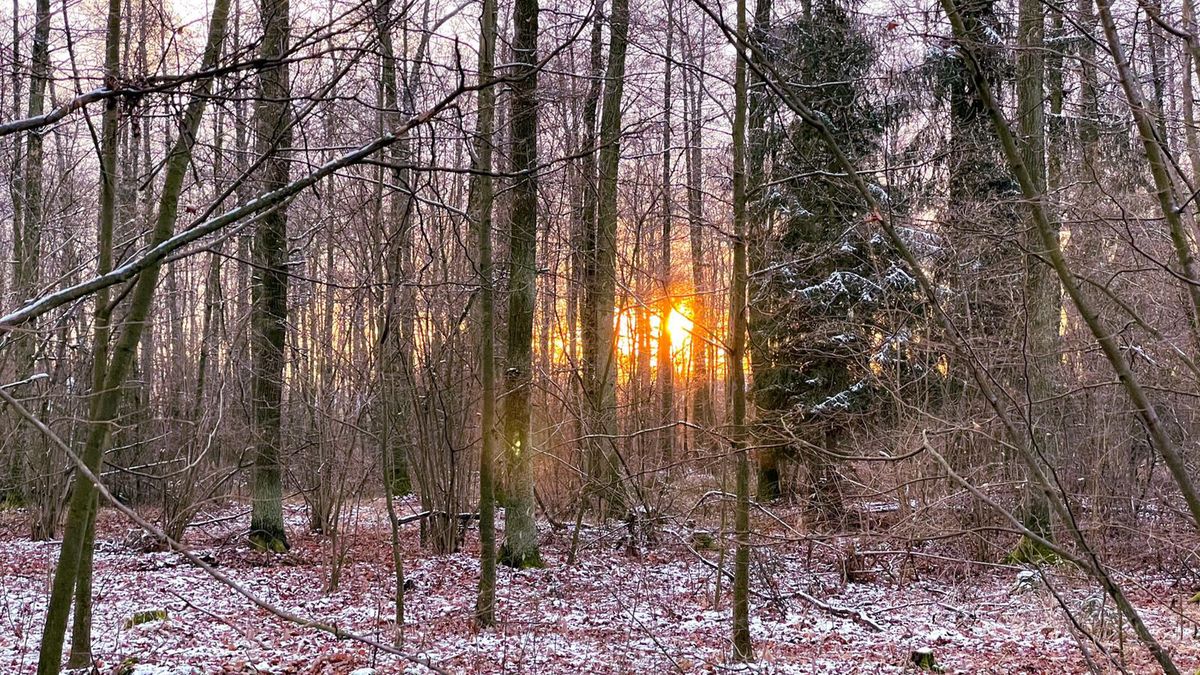 pogoda las śnieg wschód słońca