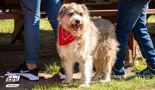 Psi Spacer w Dobrzycy 2025