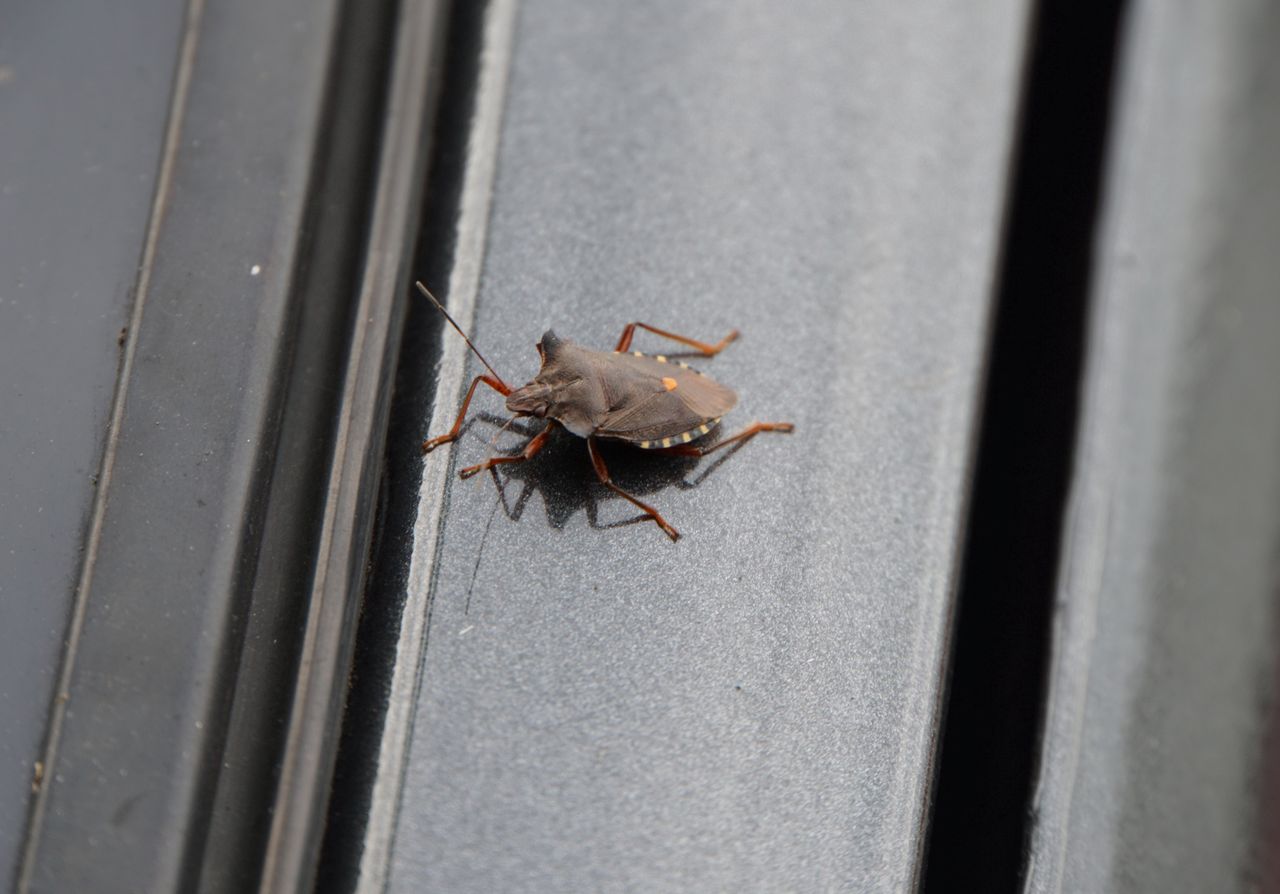 Jak pozbyć się wtyka amerykańskiego? Sposób jest banalny