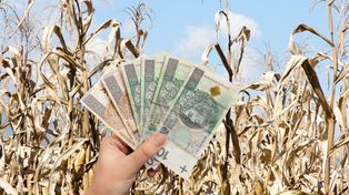 Wnioski suszowe 2025 – ostatnie dni na zgłoszenie strat!