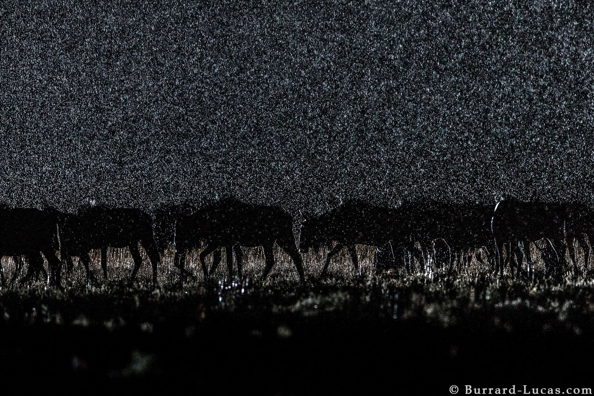 Nocne życie dzikich zwierzęt na tle rozgwieżdżonego nieba, czyli Will Burrard-Lucas i jego foto-pułapki 11