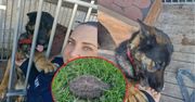Pies przyniósł granat na posesję. Na miejsce udają się saperzy