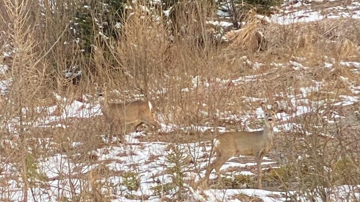 Lasy Państwowe pokusiły się o niełatwą zagadkę